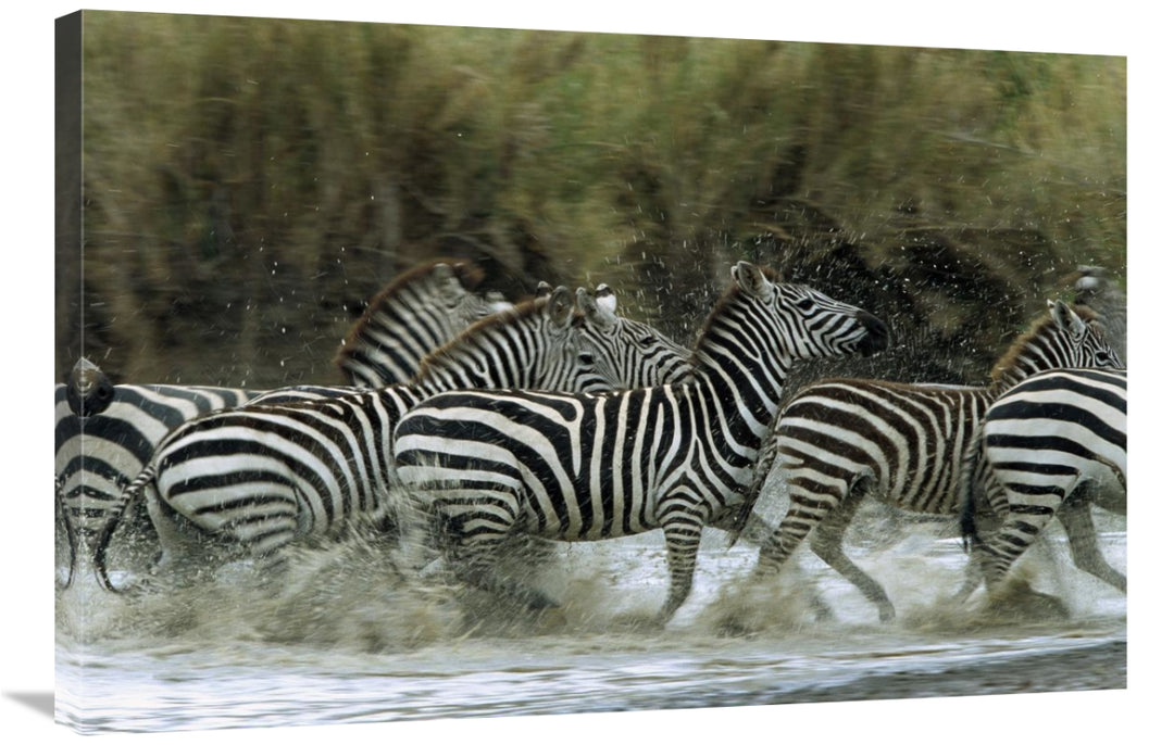 Global Gallery GCS-452552-2436-142 24 x 36 in. Burchells Zebra Herd