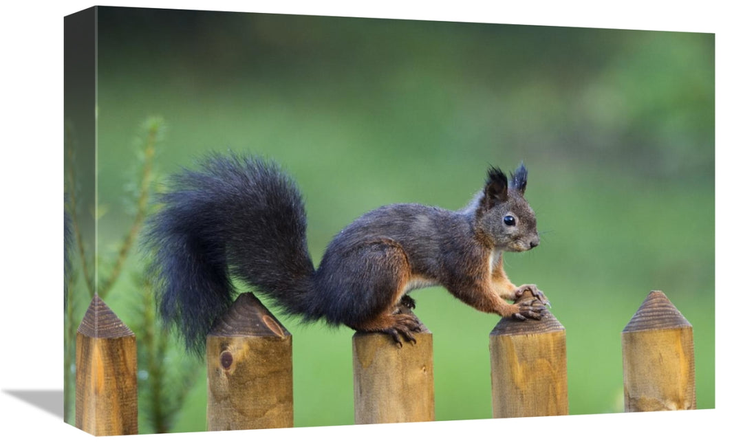 Global Gallery GCS-452721-1218-142 12 x 18 in. Eurasian Red Squirrel o