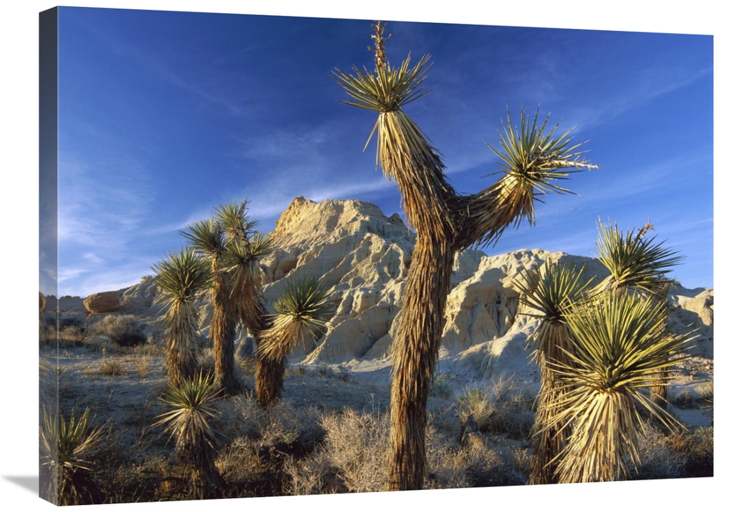 Global Gallery GCS-396430-2432-142 24 x 32 in. Joshua Trees in Red Roc