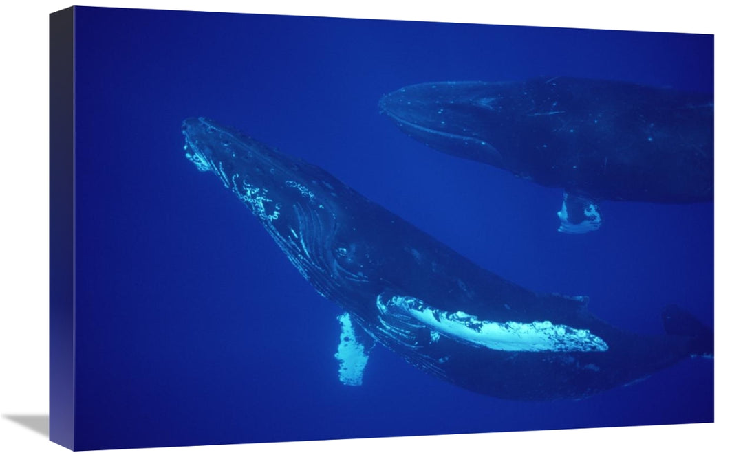 Global Gallery GCS-450786-1624-142 16 x 24 in. Humpback Whale Friendly