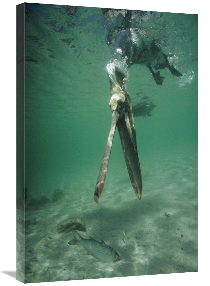 Global Gallery GCS-451304-2030-142 20 x 30 in. Brown Pelican Catching