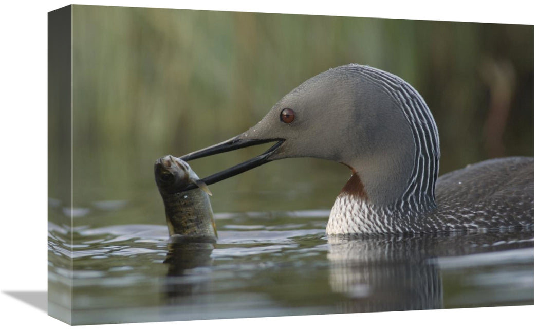 Global Gallery GCS-451935-1218-142 12 x 18 in. Red-Throated Loon with
