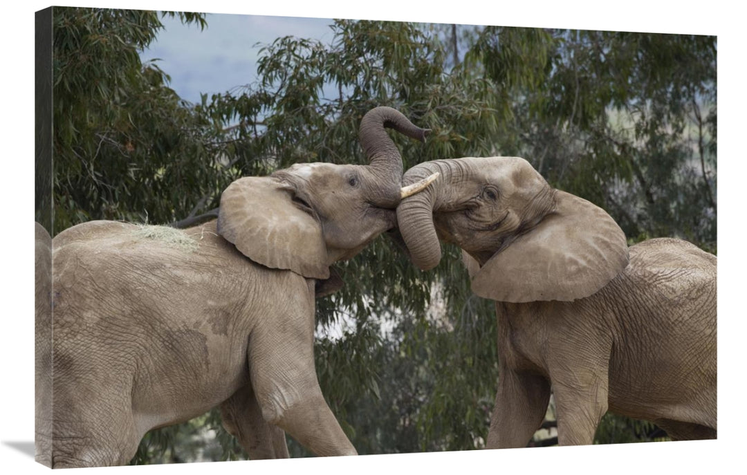 Global Gallery GCS-398149-2436-142 24 x 36 in. African Elephant Bulls
